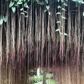 Princess Vine (Cissus nodosa) Creepers Flowering / Ornamental Live Plant (H & G)